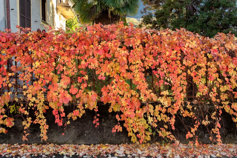 Casa di Felipe, foliage