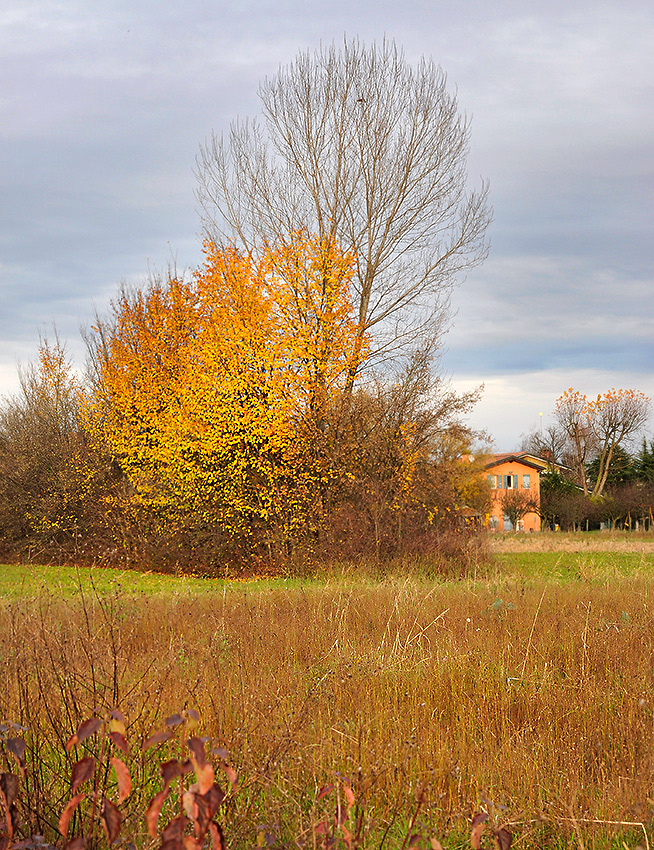 Casa e alberi, d'autunno