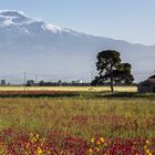 Casa @ Etna