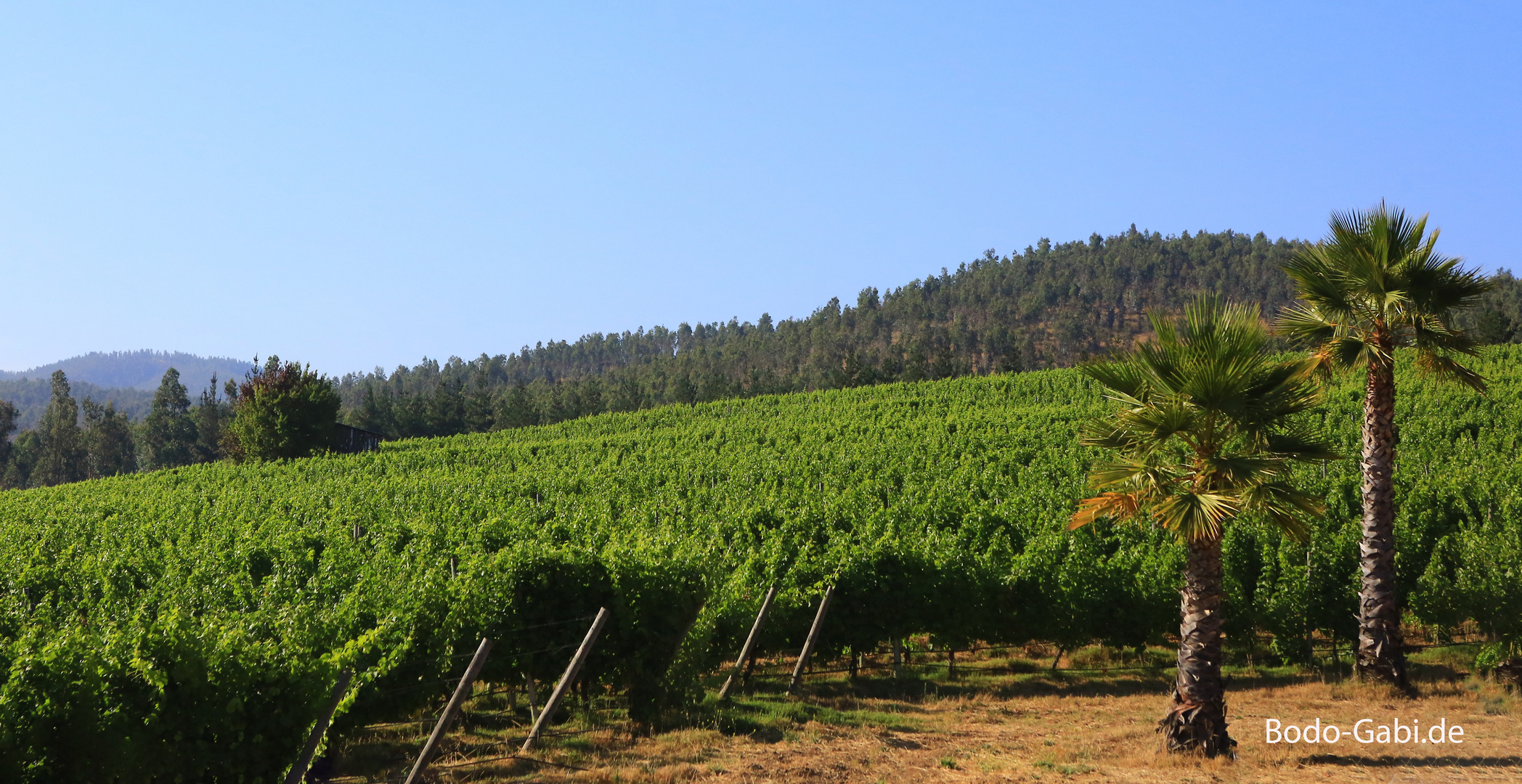 Casablanca Valley