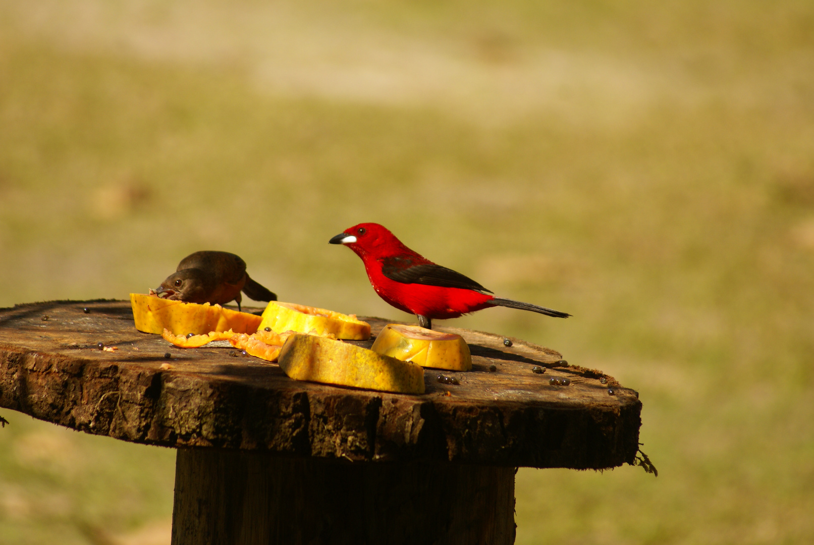 Casal de Tiê-sangue / Ramphocelus bresilius / Brazilian tanager / Tangara du Brésil