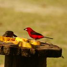 Casal de Tiê-sangue / Ramphocelus bresilius / Brazilian tanager / Tangara du Brésil