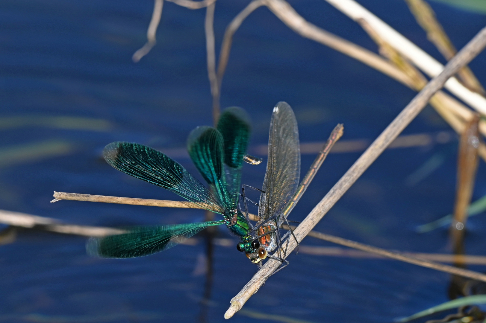 Casanovarix splendens