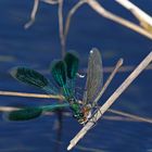 Casanovarix splendens