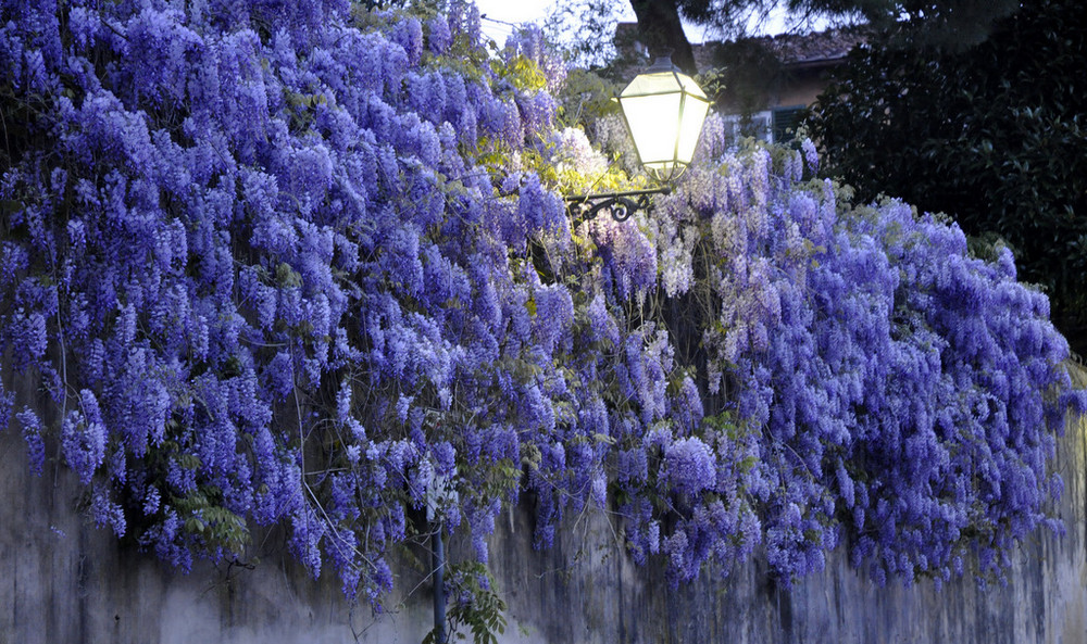 Cascada de flors a Lucca