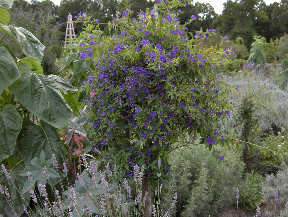 cascade de fleurs