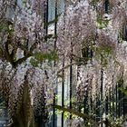 Cascade de fleurs