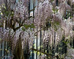 Cascade de fleurs