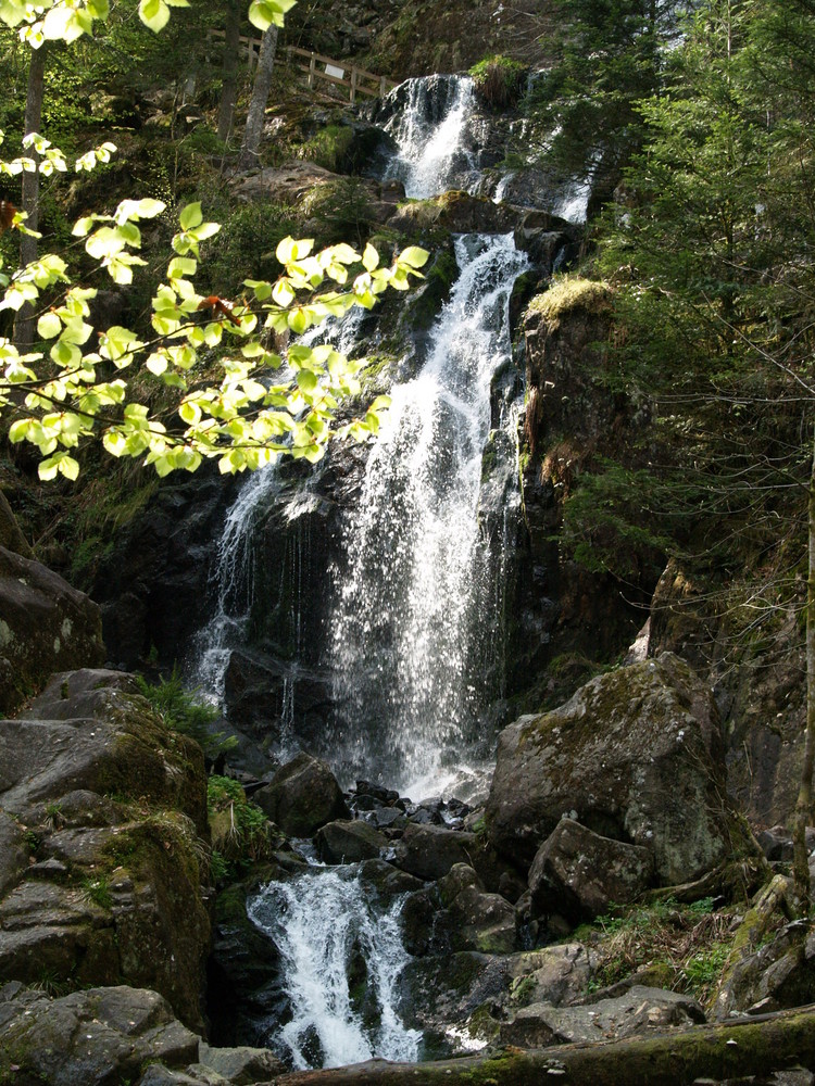 cascade du tendon