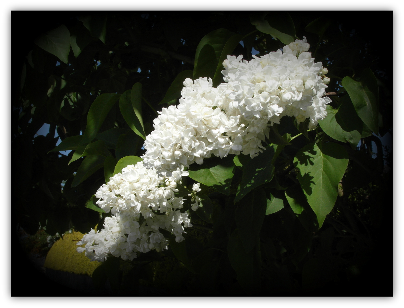 Cascade en fleur