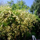 cascade jaune ......