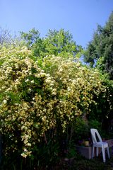 cascade jaune ......