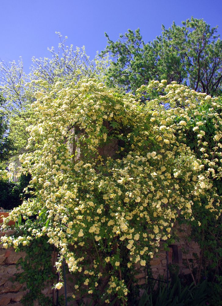 Cascade jaune !!