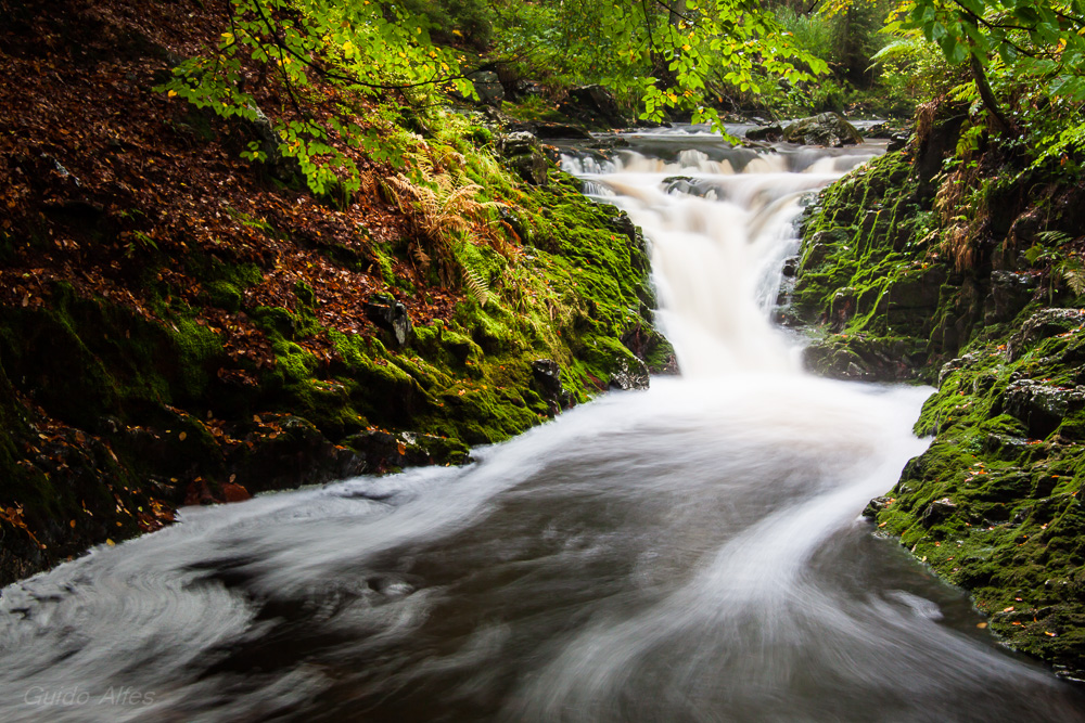 Cascade Leopold