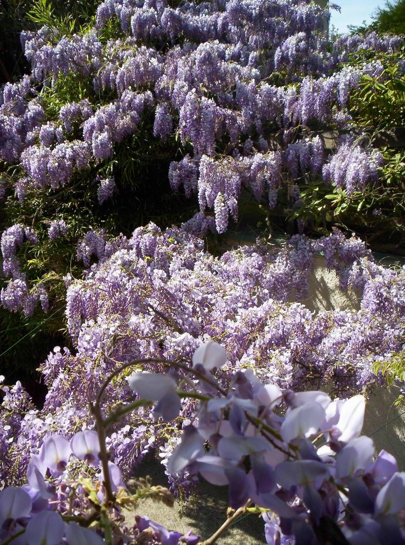 cascade odorante