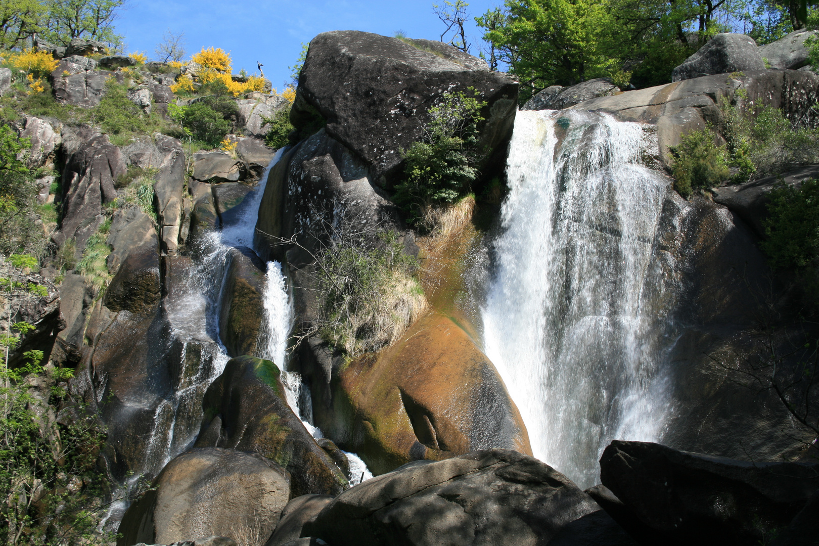 cascade tarnaise