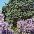 Cascades de glycine