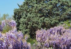 Cascades de glycine