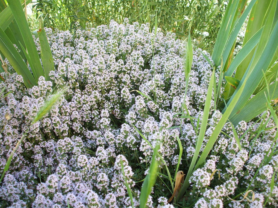 cascata di fiori