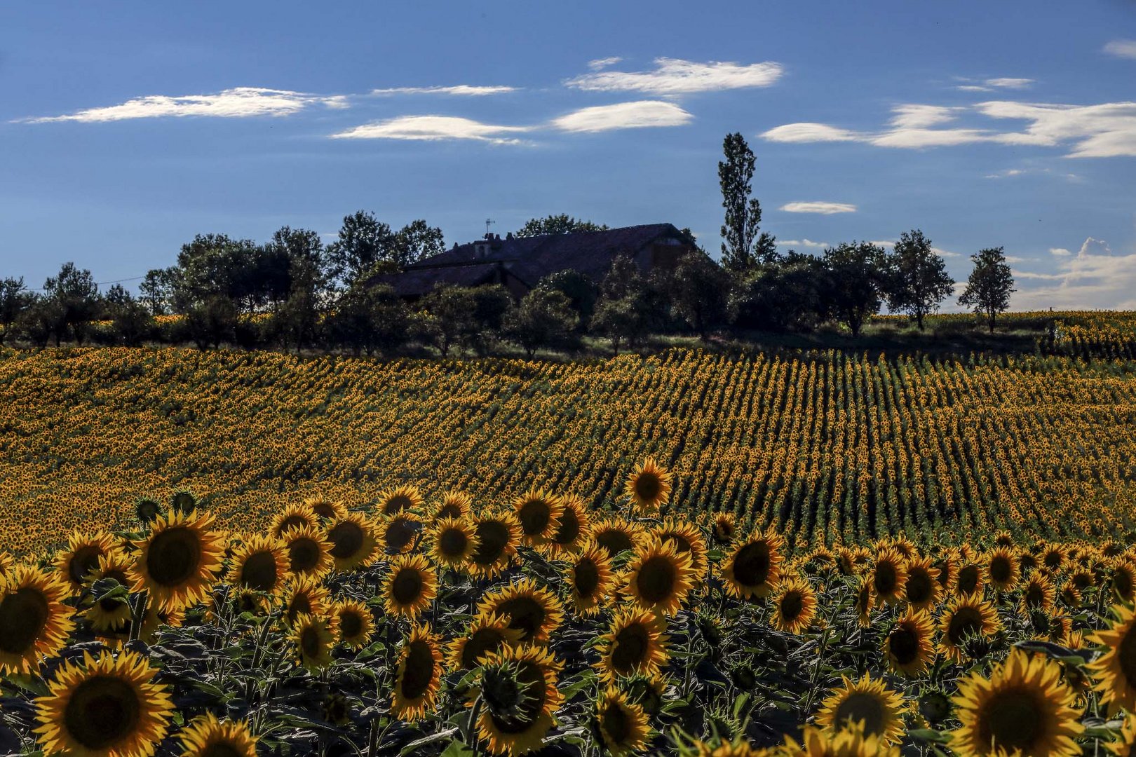 cascina tra girasole