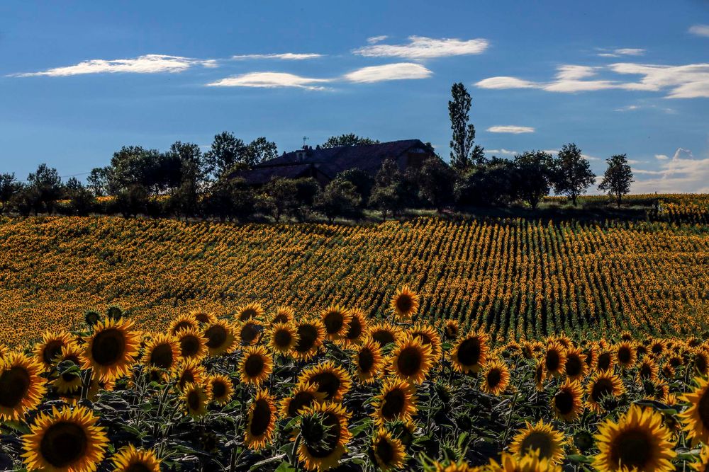 cascina tra girasole