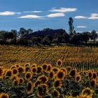 cascina tra girasole