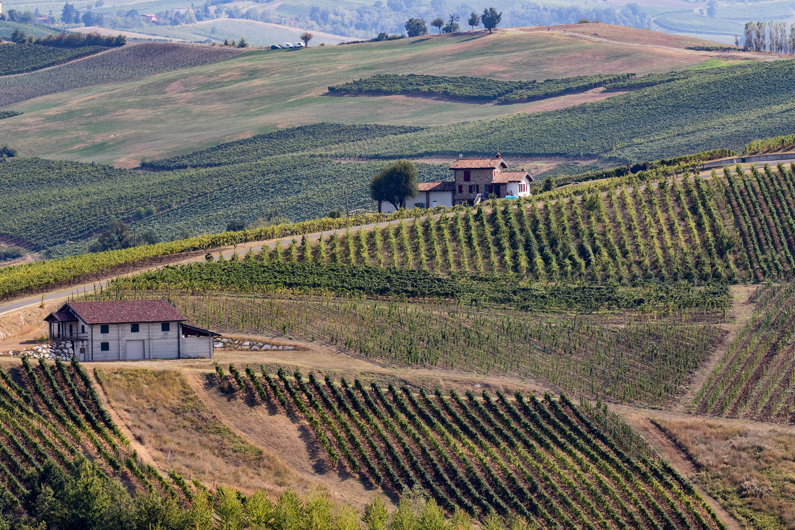 cascinali e vigneti