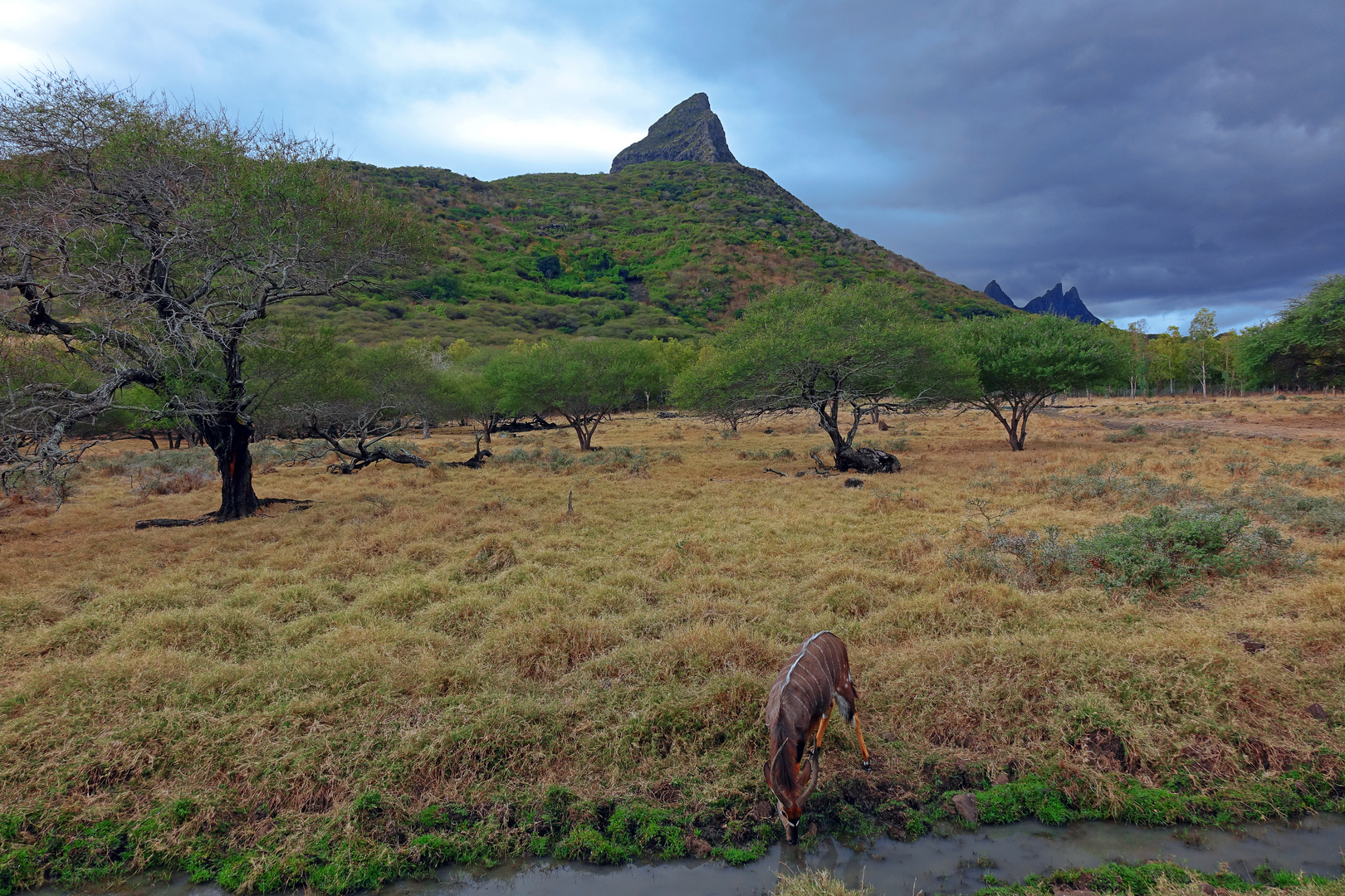 Casela, Mauritius'19