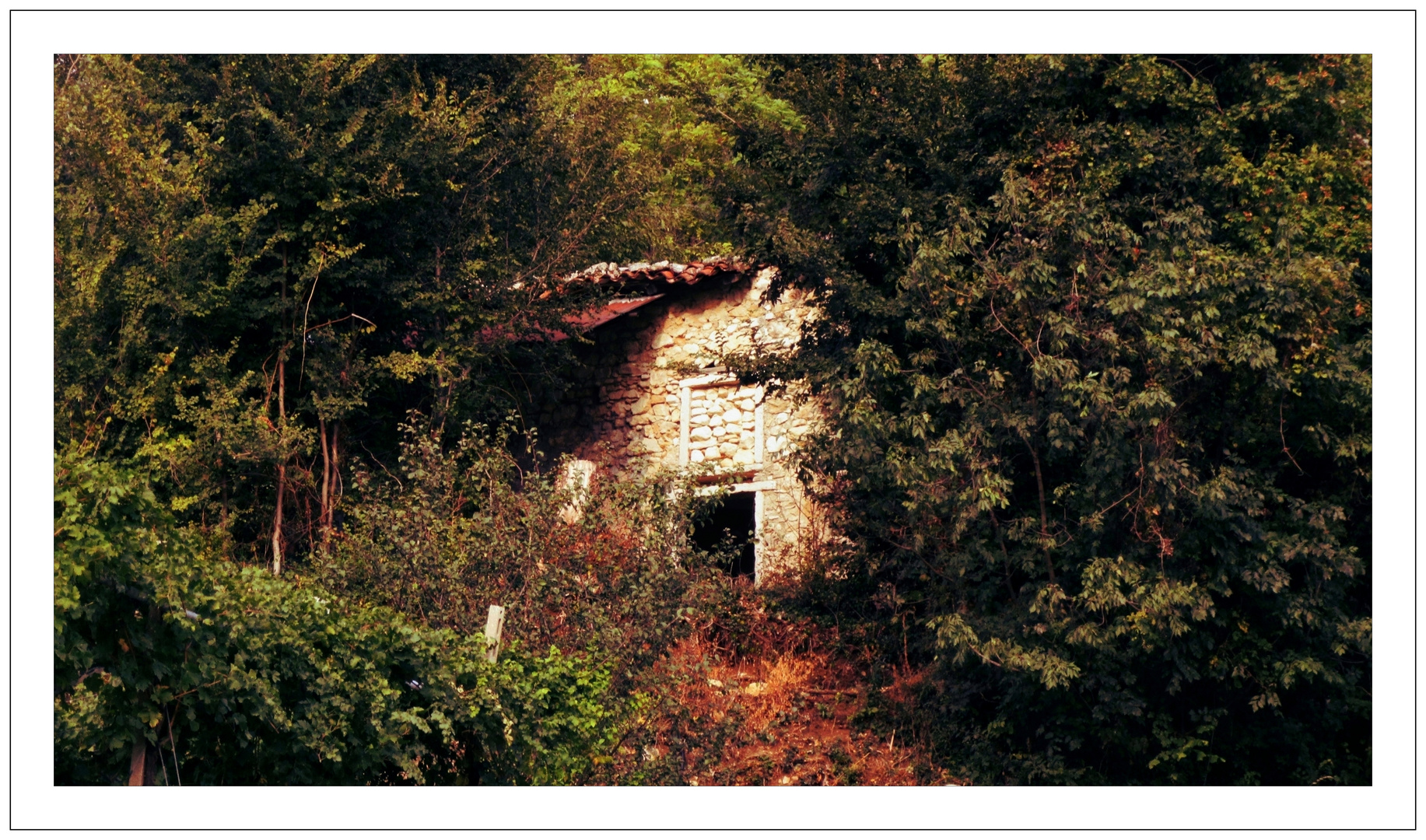 casetta nel bosco