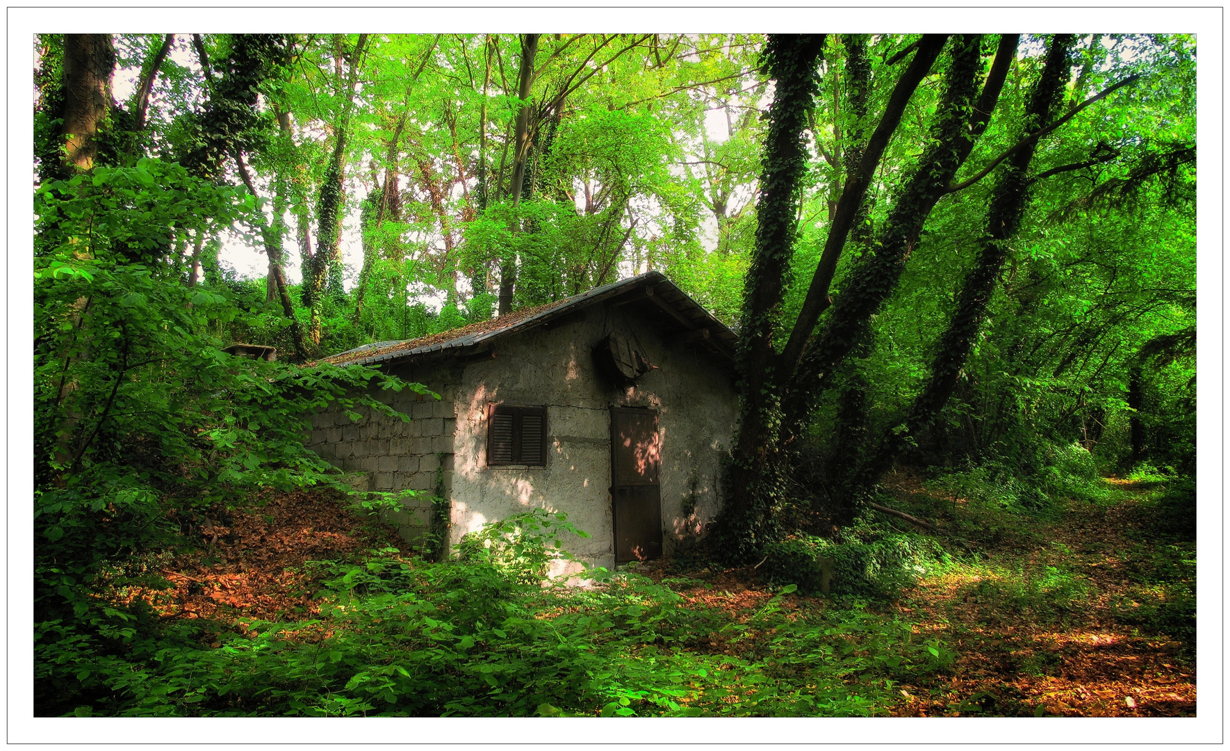 casetta nel bosco