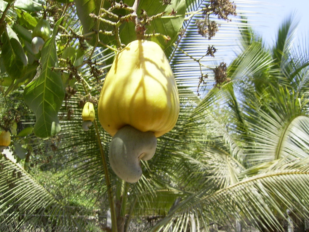 Cashew-Kern