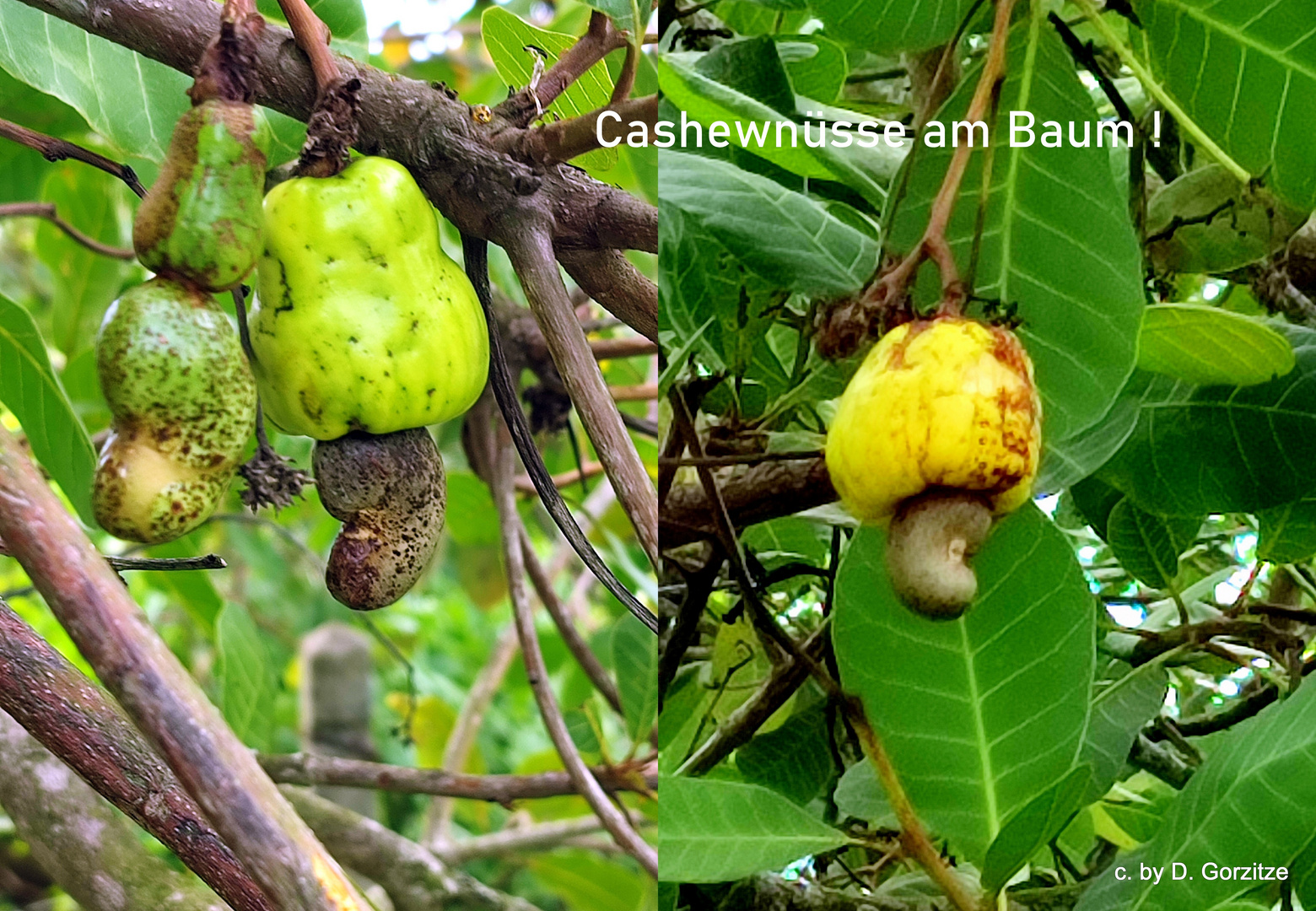 Cashew - Nuss Baum !