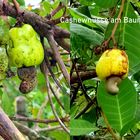 Cashew - Nuss Baum !