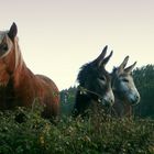 "Cási familia"