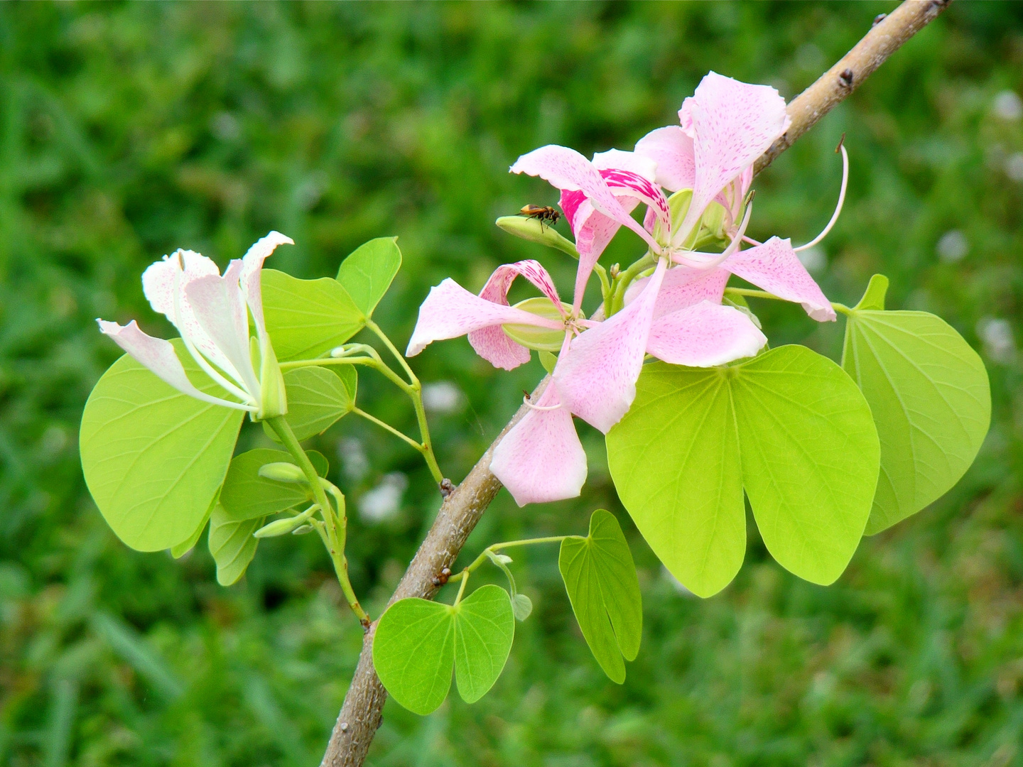 Casi Orquidea