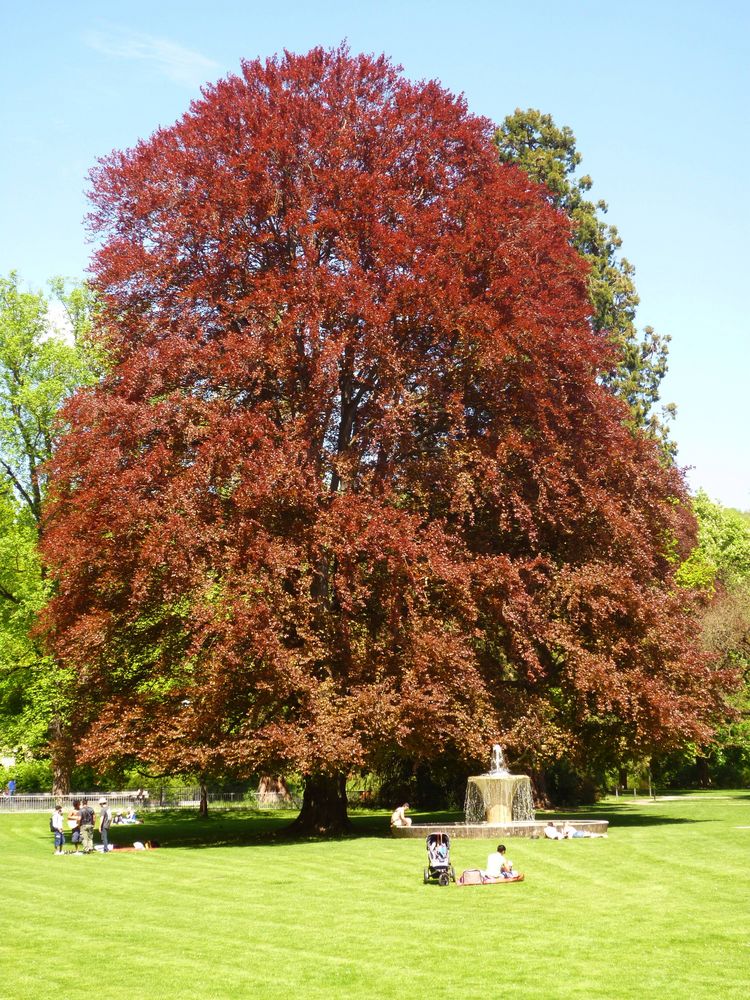 Casino Baden - Park von MrFeeling 