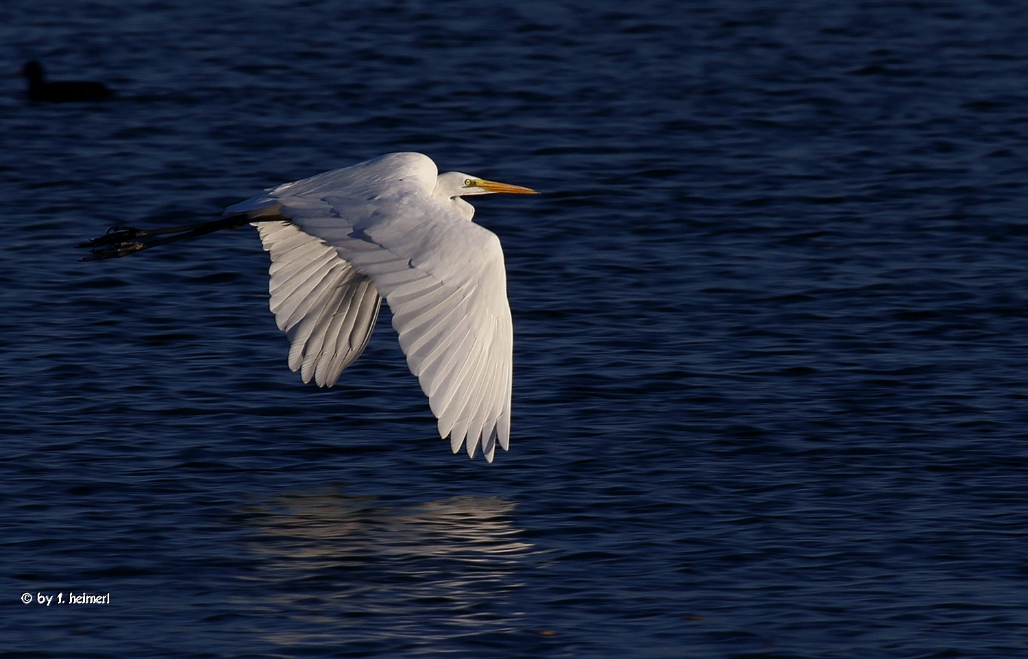 Casmerodius albus