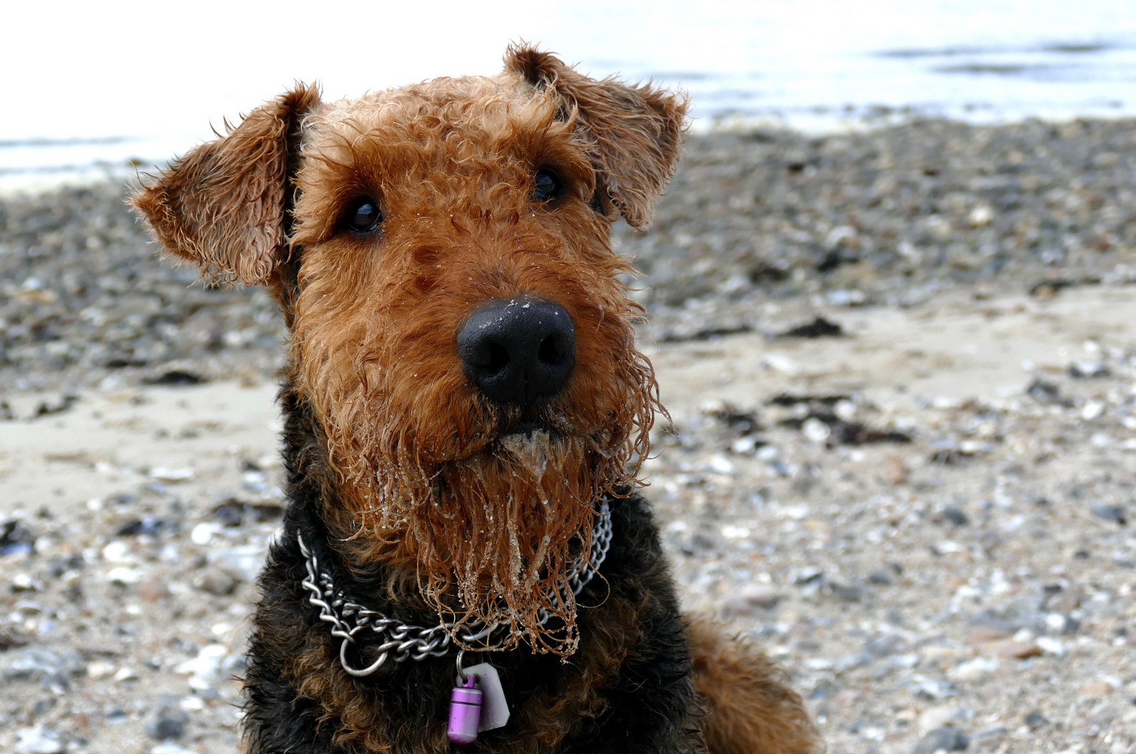 Casper, der Strandhund