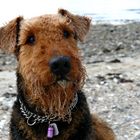 Casper, der Strandhund