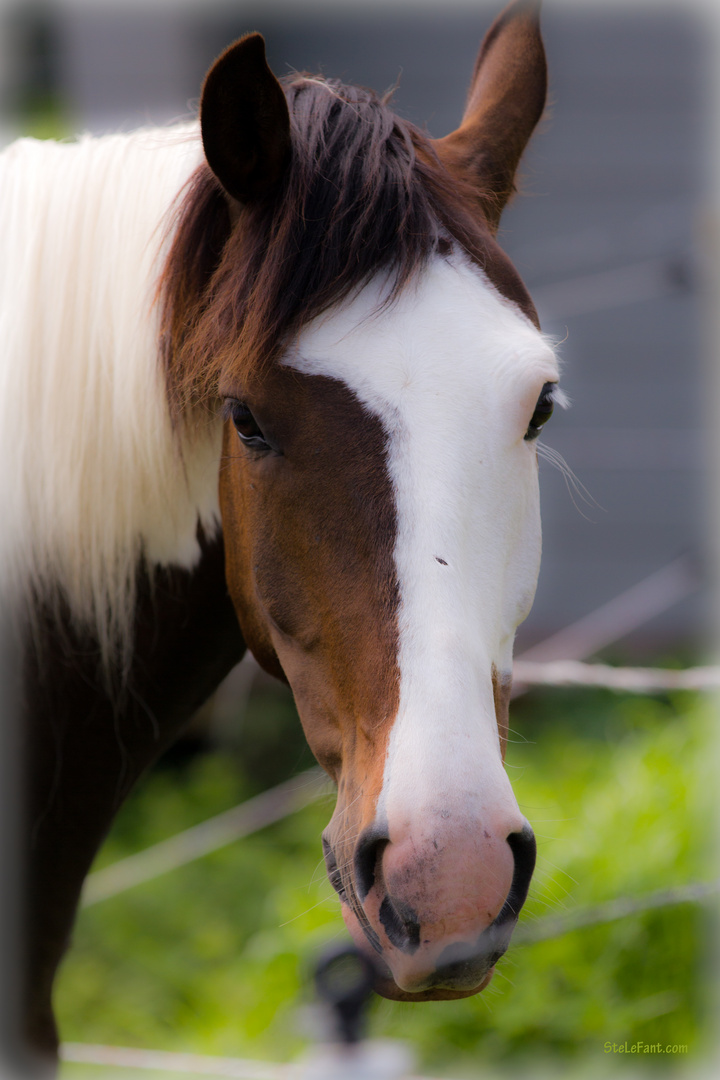 Casper - ein Pferd