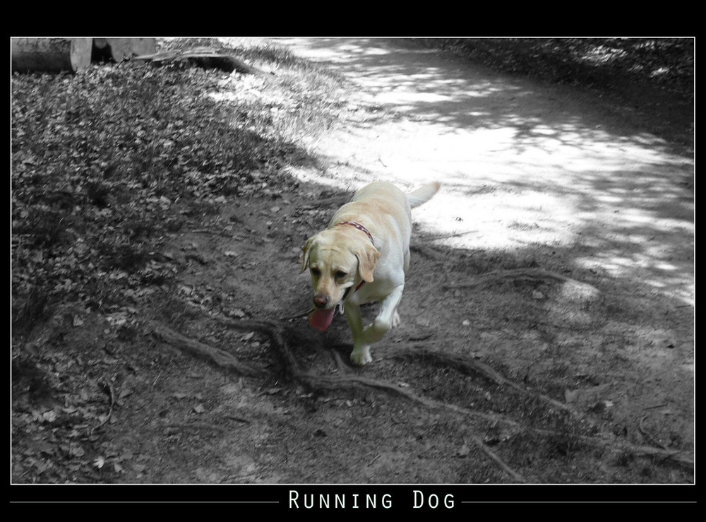 Casper The Running Dog