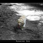 Casper The Running Dog