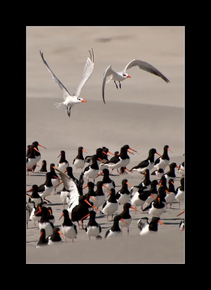 caspian tern / oystern picker