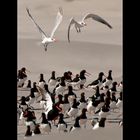 caspian tern / oystern picker