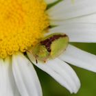  Cassadia vibex- Rostiger Schildkäfer