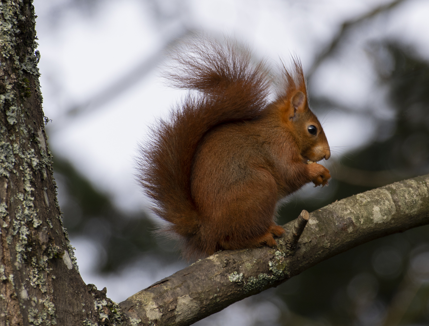 Casse-croûte (Sciurus vulgaris, écureuil roux)