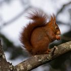 Casse-croûte (Sciurus vulgaris, écureuil roux)