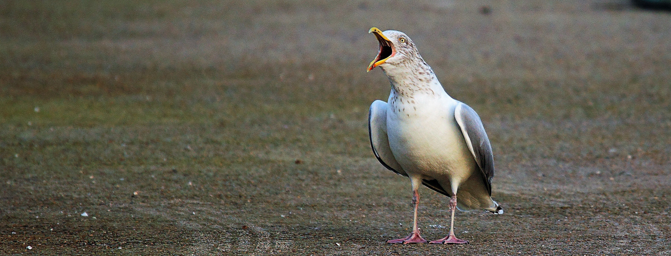 CASSE TOI !!!