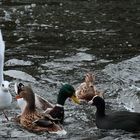 Casse toi la mouette