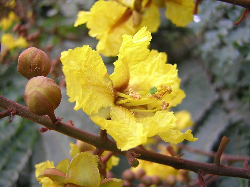 Cassia bloom